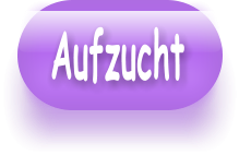 Aufzucht