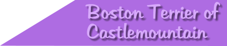 Boston Terrier of Castlemountain